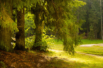 Autumn alley covered with autumn yellow leaves in sunlight