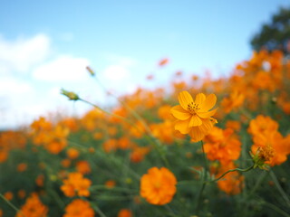 Obraz premium コスモスと秋の空