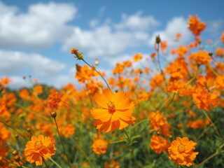 コスモスと秋の空