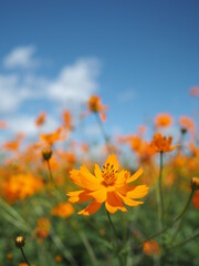 コスモスと秋の空