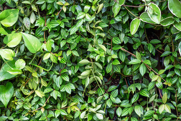 Wall of green plants close-up, natural background