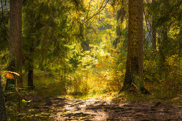 Autumn alley covered with autumn yellow leaves in sunlight