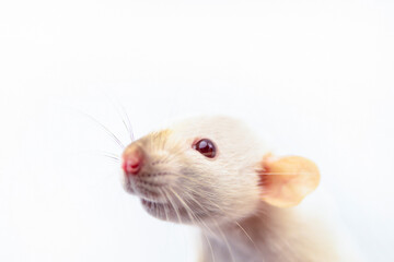funny white rat looks with interest on a white background, background