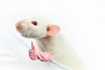 funny white rat looks with interest on a white background, background