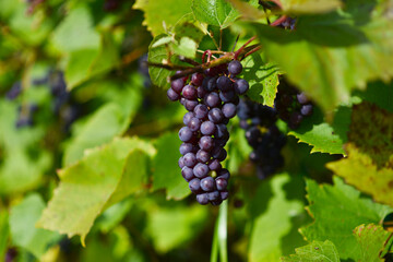vine with clusters of berries
