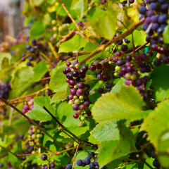 vine with clusters of berries