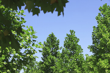 青空と樹木