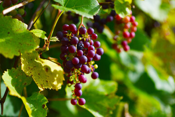 vine with clusters of berries