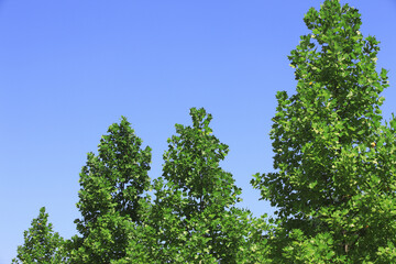 青空と樹木