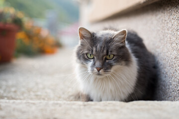 Naklejka na ściany i meble Beautiful domestic white and grey cat resting in the backyard. Domestic cat with green eyes.