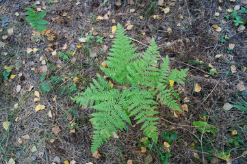 fresh green ferns frond forest plant leaves summer