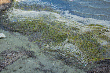 blurred background of dirty white foam from the waves among many small algae and sticks and water lying in the sand on the lake shore, pattern. The concept of nature protection