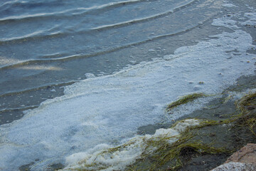 blurred background of dirty white foam from the waves among many small algae and sticks and water lying in the sand on the lake shore, pattern. The concept of nature protection