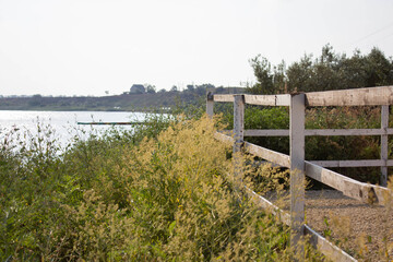 Fototapeta na wymiar Green blurred bushes on the shore of Sunny lake against the background of a white wooden fence nature protection Concept