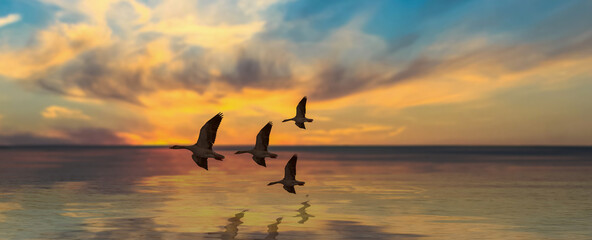 Fototapeta na wymiar Flying ducks on near to lake evening sunset down the landscape.