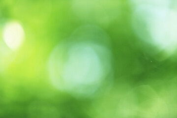 Fototapeta premium 新緑の木漏れ日のボケ