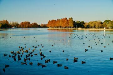 Naklejka premium 水元公園