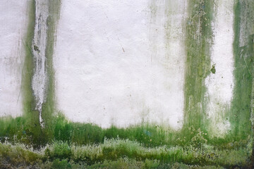 Weathered white concrete wall with green algae background and texture
