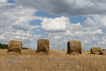 Several stacks of hay on blue sky background