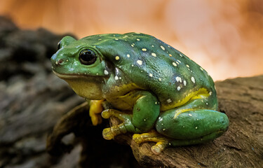 amphibian, Australian, beautiful, closeup, dark, frog, green, litoria splendida, macro, nature, shiny, splendid tree frog, spots, wild, macro, log