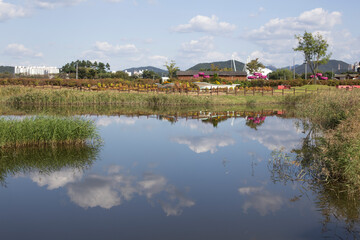 the field of reeds in the wetlands in autumn park in korea.
