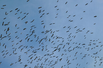 Huge flock of pelicans in the sky