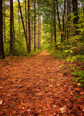 Pathway in the forest in autumn