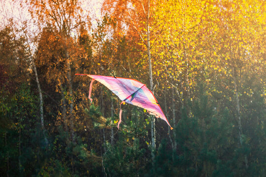 One multi-colored kite of a pink shade flies in the park, forest, against the background of green trees. High quality photo