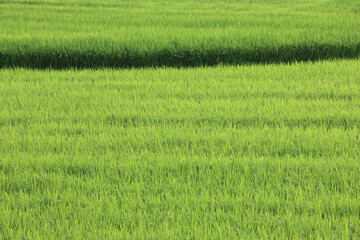 Obraz premium 田園
