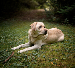 Labrador dog in the forest
