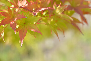色づき始めたモミジ