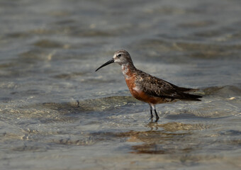 Curlew Sandpiper in breeding plumage at Busaiteen coast of Bahrain