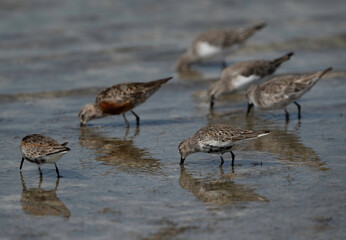 Dunlins feeding at Busaiteen coast, Bahrain