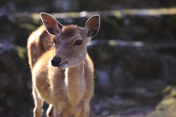 Fototapeta premium 奈良のシカ