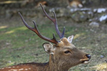 奈良のシカ