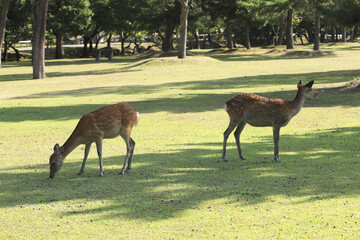 Fototapeta premium 奈良のシカ