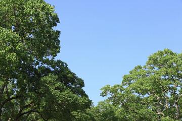 Fototapeta premium 奈良公園