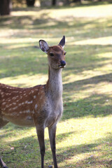 奈良のシカ