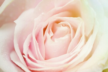 Obraz na płótnie Canvas Close up beautiful Pink rose flower bouquet