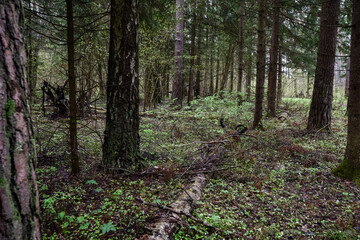 forest landscape in early spring, the first leaves appear on the trees, old fallen trees lie on the ground