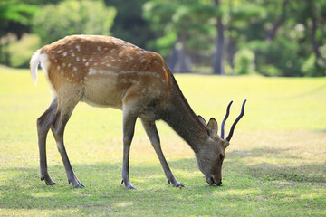 奈良のシカ