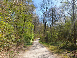 Bosco in primavera