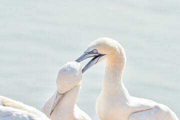 In soft light, two Northern Gannets heads welcome after landing