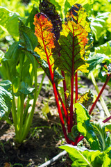 Das Gem&uuml;se im strahlendem Sonnenlicht