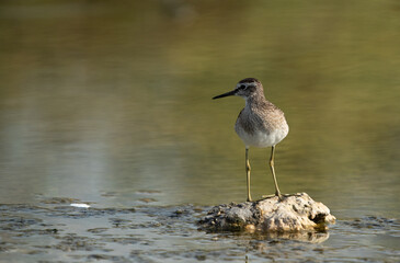 Closeup of a Wood Sandpiper at Asker marsh, Bahrain