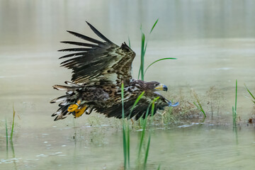 White Tailed Eagle (Haliaeetus albicilla) in flight. Also known as the ern, erne, gray eagle, Eurasian sea eagle and white-tailed sea-eagle. Wings Spread. Poland, Europe. Birds of prey.