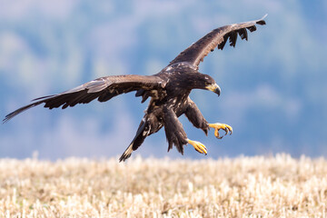White Tailed Eagle (Haliaeetus albicilla) in flight. Also known as the ern, erne, gray eagle, Eurasian sea eagle and white-tailed sea-eagle. Wings Spread. Poland, Europe. Birds of prey.