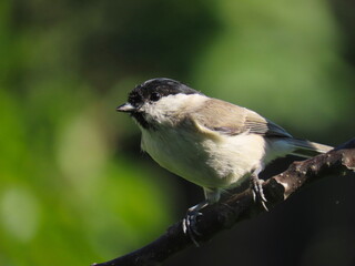 Marsh tit (Poecile palustris) beautifully posing on a tree branch looking towards the camera with natural dark green background.
