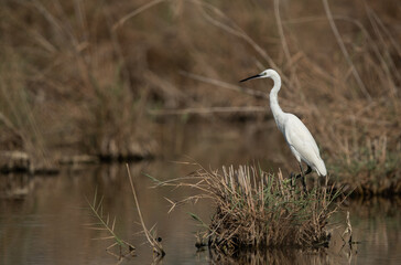 Little Egret perched on patch of grass at Asker marsh, Bahrain