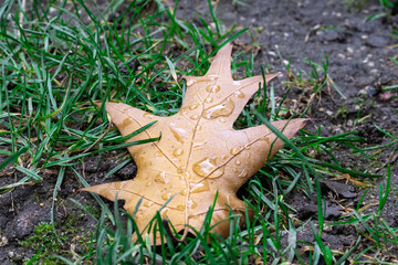leaf on the grass